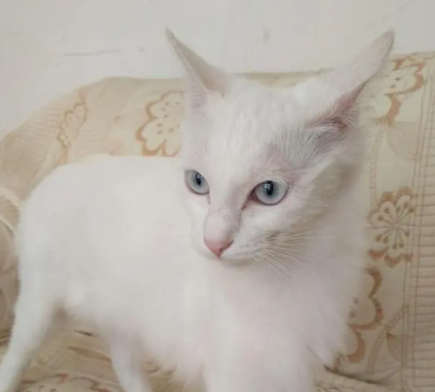 猫咪突然嫌弃一直吃的猫粮怎么办