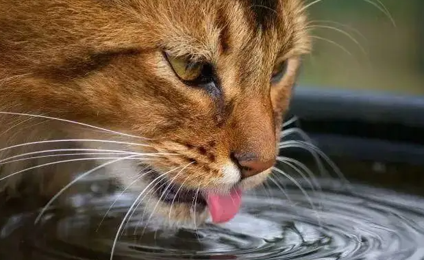 猫咪一天不喝水有事儿吗? 猫咪一天不喝水有事儿吗?