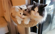 家里养猫好不好