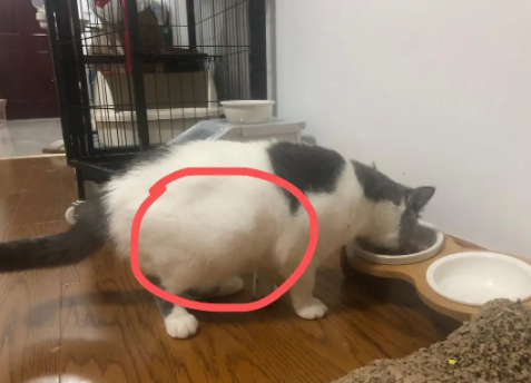 猫传腹复发了还该不该治呢