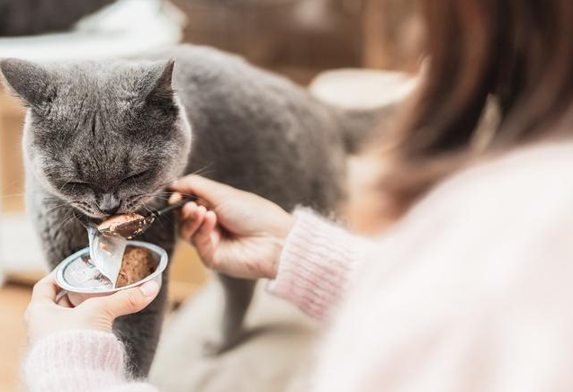 猫可以吃什么小零食