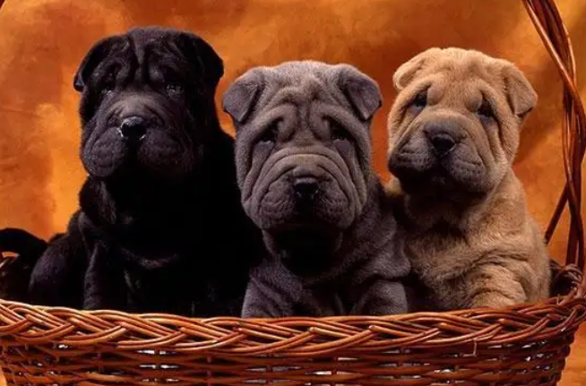 好奇脸皱皱的狗是什么品种?来这看看吧!