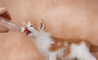 猫感冒可以自愈吗吃什么药