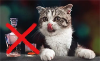 猫能喝酒吗一点点会死吗