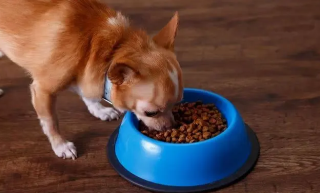 狗狗能吃什么零食”