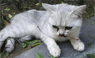猫咪流血是怎么回事啊