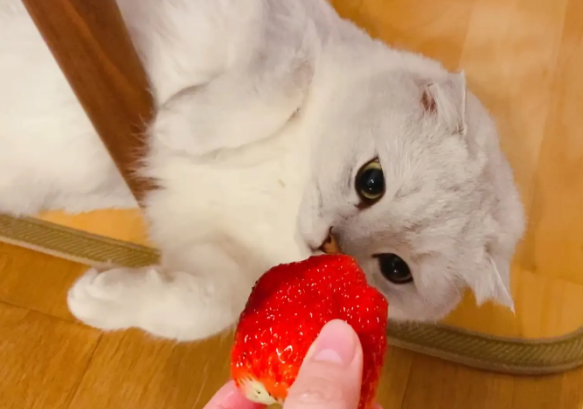 三个月的猫可以吃草莓吗 三个月的猫可以吃草莓吗