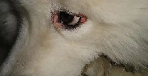 犬瘟开始抽搐了还有多久会死 犬瘟开始抽搐了还有多久会死