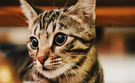 猫为什么会扑过来咬腿