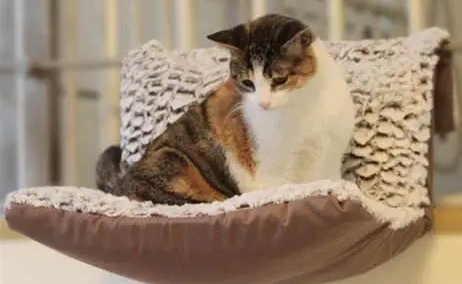 猫适合什么样的猫窝 猫适合什么样的猫窝