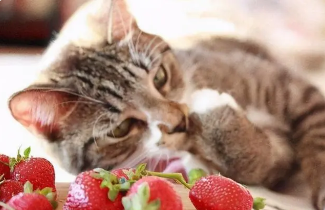 猫不能吃什么水果