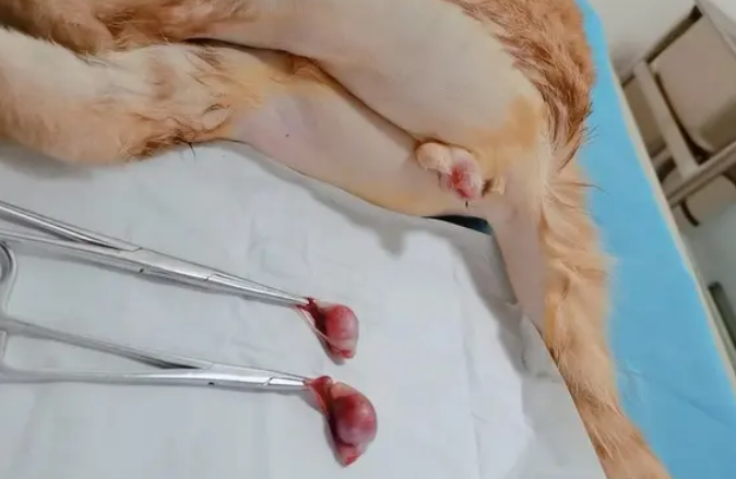 公猫绝育多久可以舔蛋蛋 公猫绝育多久可以舔蛋蛋