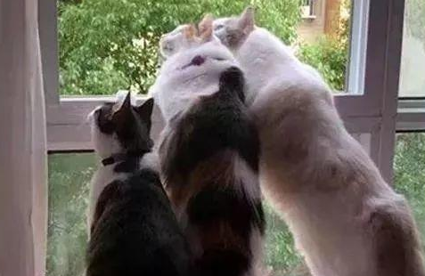 三只猫咪趴窗户等主人下班，路人看了笑喷