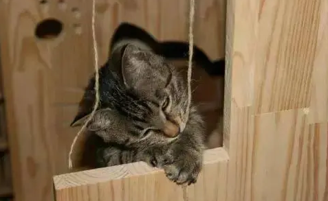 关于猫窝选购的一些建议。猫咪爱睡的猫窝,才是好猫窝 关于猫窝选购的一些建议。猫咪爱睡的猫窝,才是好猫窝
