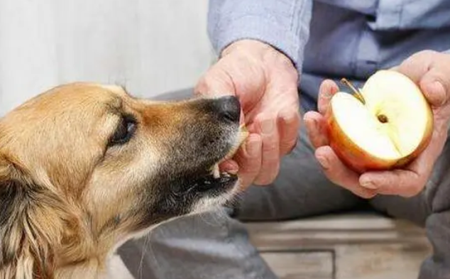 狗狗可以吃的水果1”
