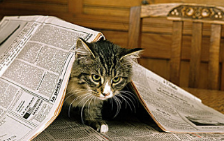 猫连打十几个喷嚏怎么回事 猫连打十几个喷嚏怎么回事
