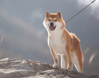 狗狗犬瘟是什么引起的 狗狗犬瘟是什么引起的