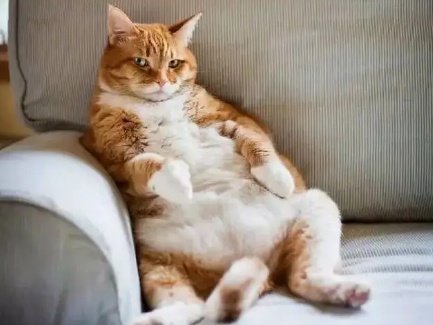 怎么确定母猫怀孕了 怎么确定母猫怀孕了