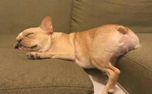 狗喜欢狗窝吗