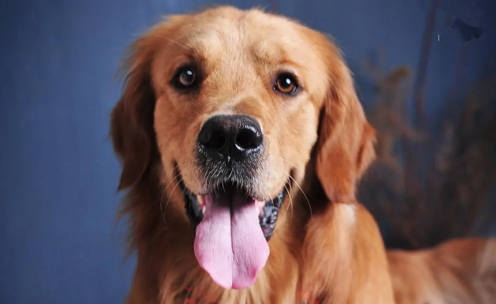 金毛犬一生可以认多少主人？这篇文章告诉你！