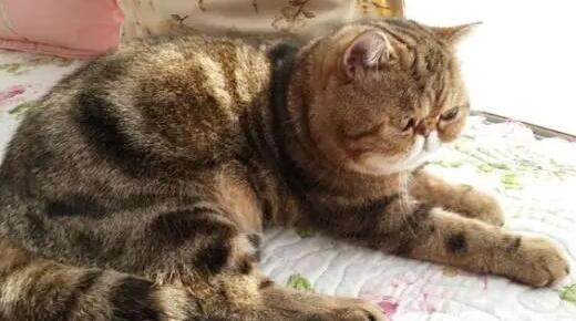 猫咪拉血尿怎么回事儿