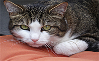 猫肚子起伏急促怎么回事