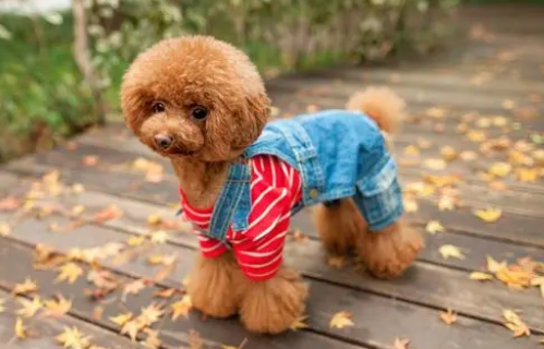 疑似走失的泰迪犬，不知在流浪时经历过什么，变得极其警惕且敏感
