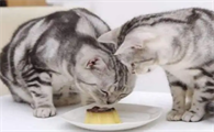 猫咪不能吃什么
