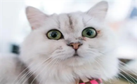 猫不撒尿怎么办
