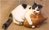 猫总是睡觉没精神是什么情况