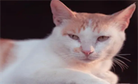 宠物猫眼睛发炎怎么办