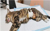 猫咪必须要做绝育吗