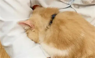 猫咪往怀里钻还咕噜咕噜叫怎么回事