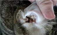 猫去耳螨哪个药好用