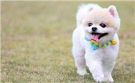 狗狗拉果冻状凝胶大便