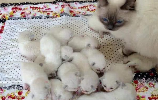 猫妈妈一次生了19只！主人乐开了花，网友却调侃：居然有两只公猫