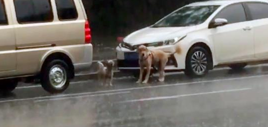 金毛的腿被车撞瘸了，小狗不顾暴雨在一旁守护着它，友情让人动容