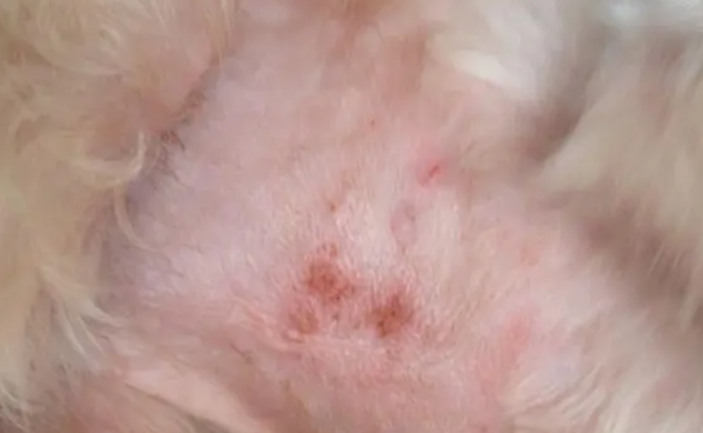 狗狗身上螨虫怎么去除最有效 狗狗身上螨虫怎么去除最有效