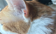 猫身上有肉疙瘩怎么办用什么药