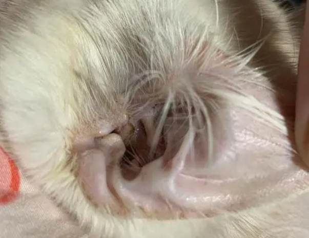 猫耳螨能自愈吗 猫耳螨能自愈吗