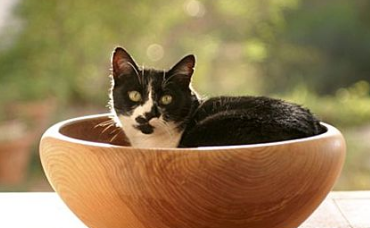 猫咪吐褐色液体有事吗 猫咪吐褐色液体有事吗
