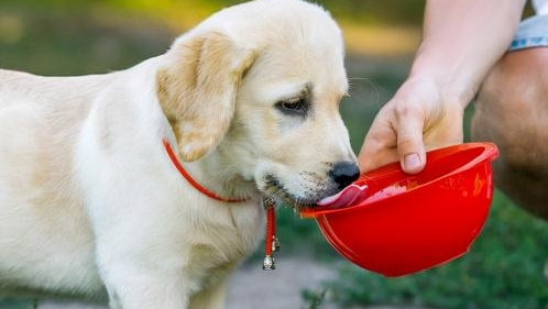 狗狗不能喝的五种水