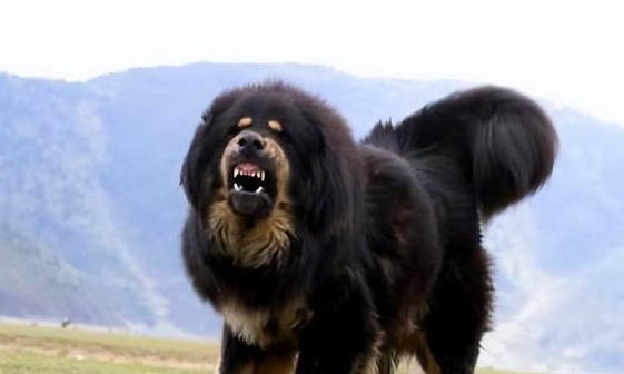 西藏出现6只藏獒围攻野狼，藏獒和狼互相撕咬，最后藏獒一死一