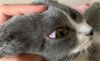 猫眼睛里有红血丝是怎么回事