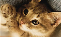 猫咪软便带血是怎么回事精神很好