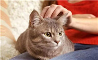 猫主动爬你身上说明了什么