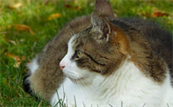 猫连打好几个喷嚏流黄色鼻涕