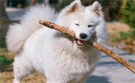 贵宾犬吃什么狗粮最好