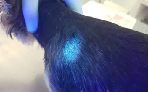 猫藓灯照出来的荧光是什么样子 猫藓灯照出来的荧光是什么样子