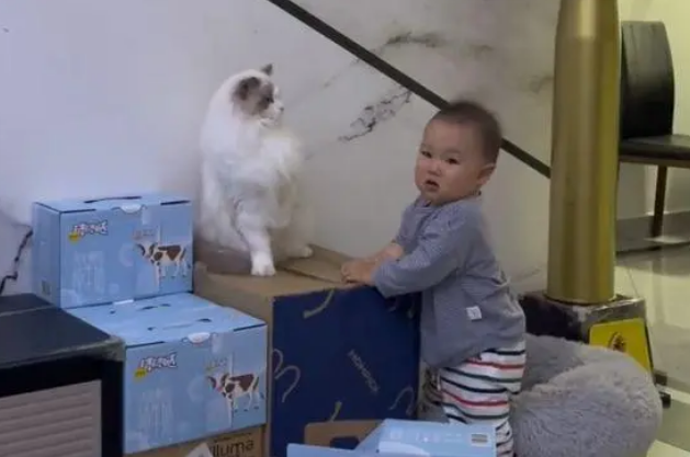 男孩多次打扰猫咪，结果挨了猫咪一套组合拳：已经忍你很久了